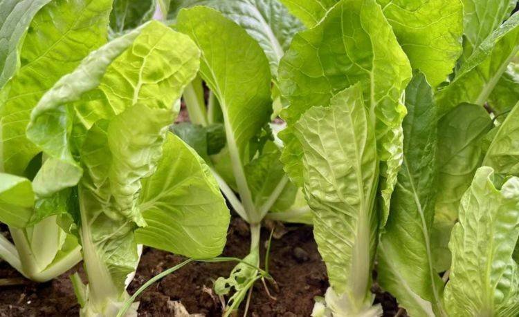 快手菜有哪些？快菜怎么种植快？7