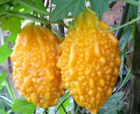 赖葡萄长啥样？赖葡萄图片大全1