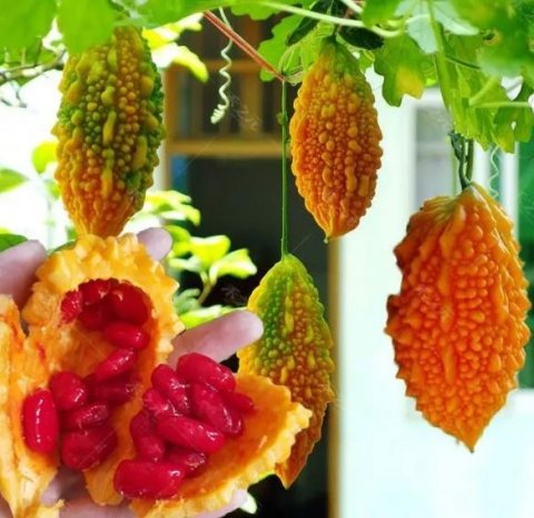 赖葡萄长啥样？赖葡萄图片大全3