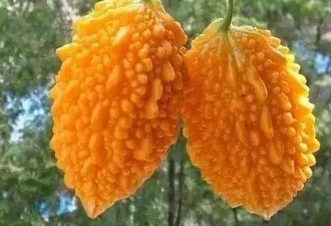 赖葡萄长啥样？赖葡萄图片大全4