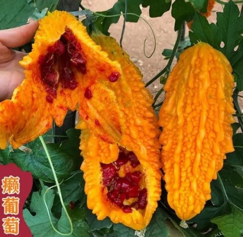 赖葡萄长啥样？赖葡萄图片大全5