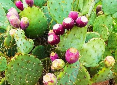 仙人掌果图片
