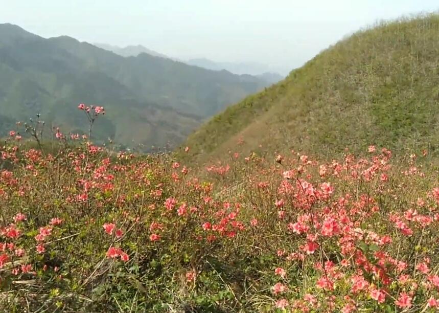 湖南益阳梅王寨景点介绍1