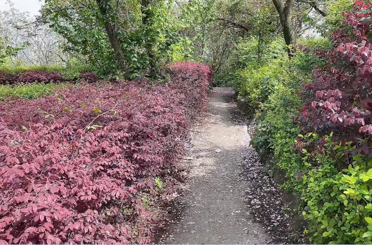 湖南永州樱花庄园景点介绍1