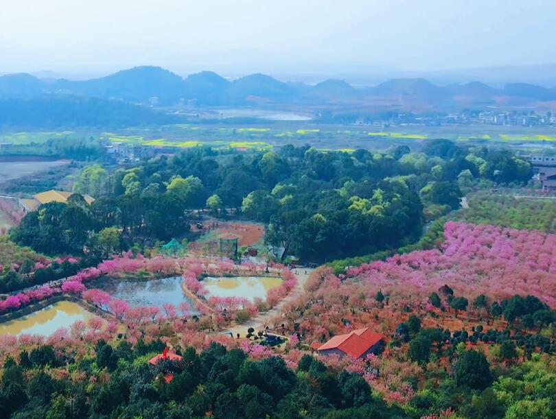 湖南衡阳百万樱花园景点介绍1