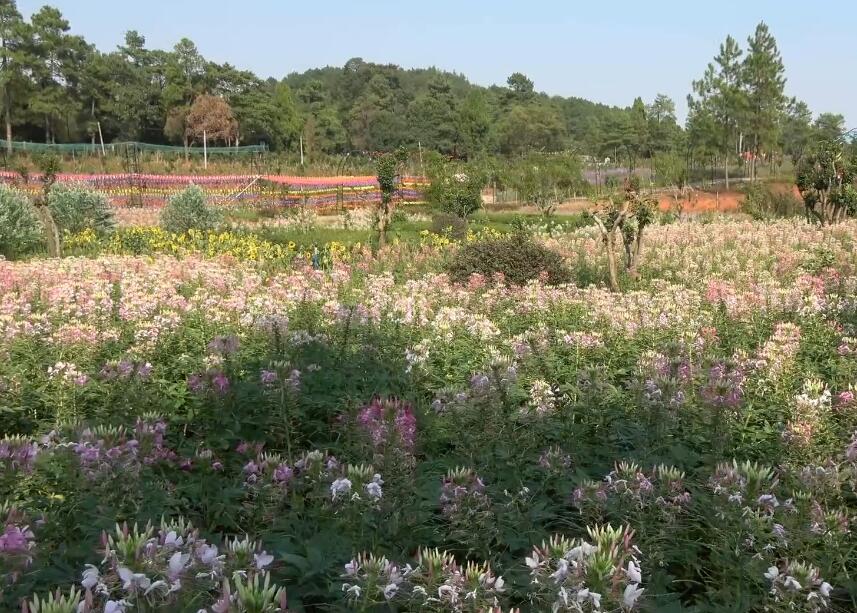 湖南永州何宝珍故里景点介绍1