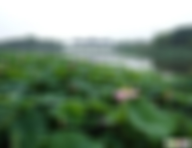 湖北武汉沙湖公园景点介绍1