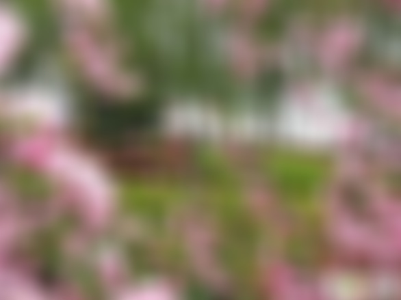 湖北武汉江滩海棠园景点介绍1