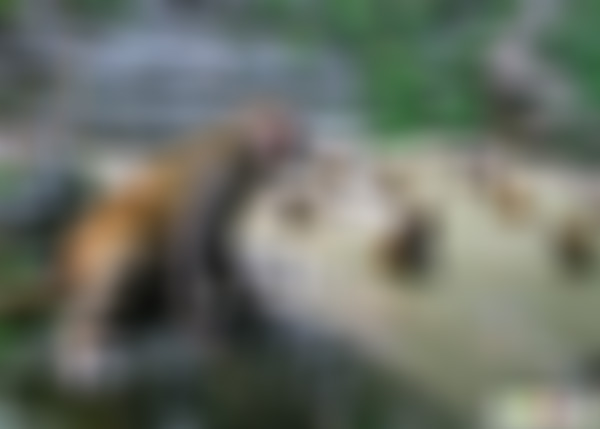 湖北宜昌三峡人家猕猴山景点介绍1