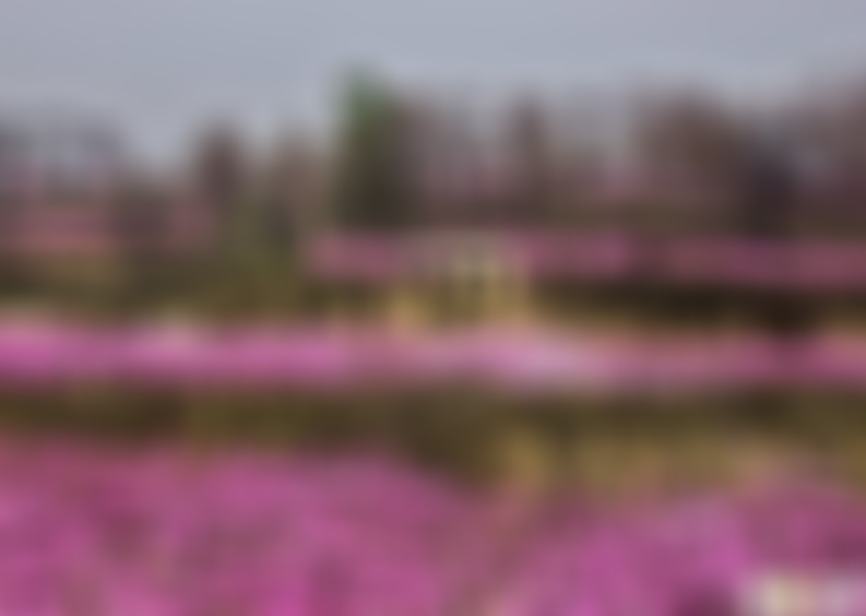 湖北武汉桃花观赏园景点介绍1