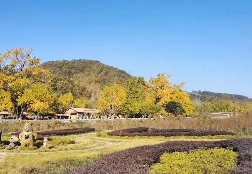 湖北随州中国千年银杏谷景点介绍1