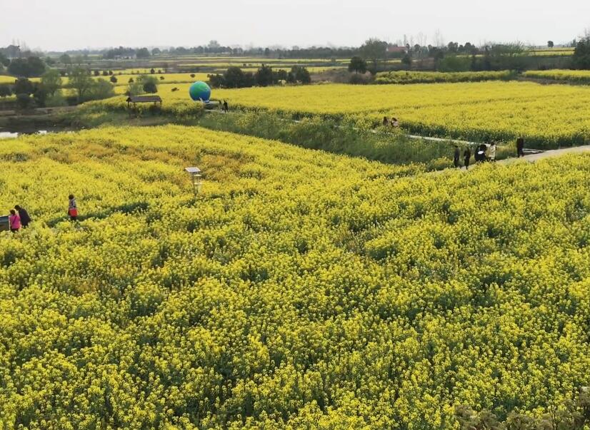 湖北荆门沙洋油菜花海景点介绍1