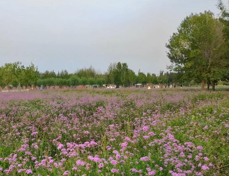 湖北武汉蓝调薰衣草庄园景点介绍1
