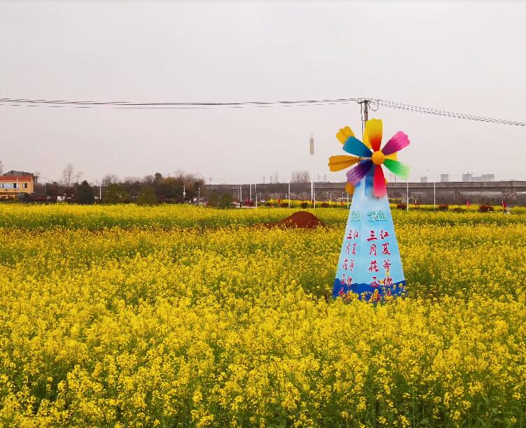 湖北武汉蔡甸油菜花田景点介绍1