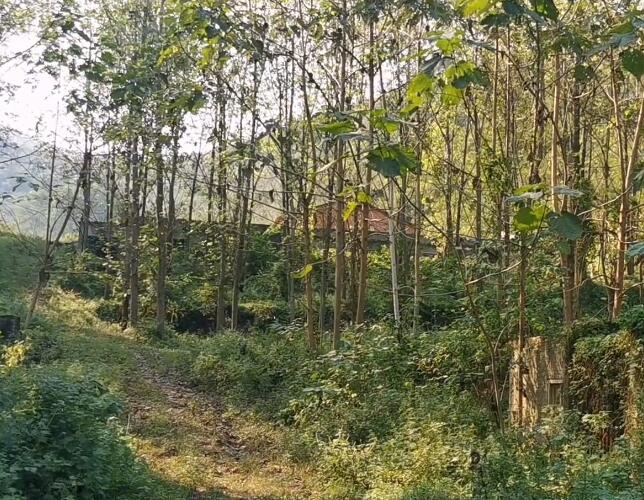 湖北襄阳双池寺景点介绍1