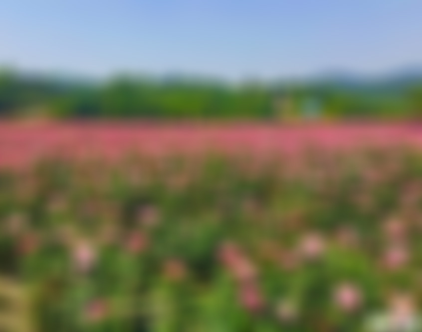 湖北武汉木兰玫瑰园景点介绍1