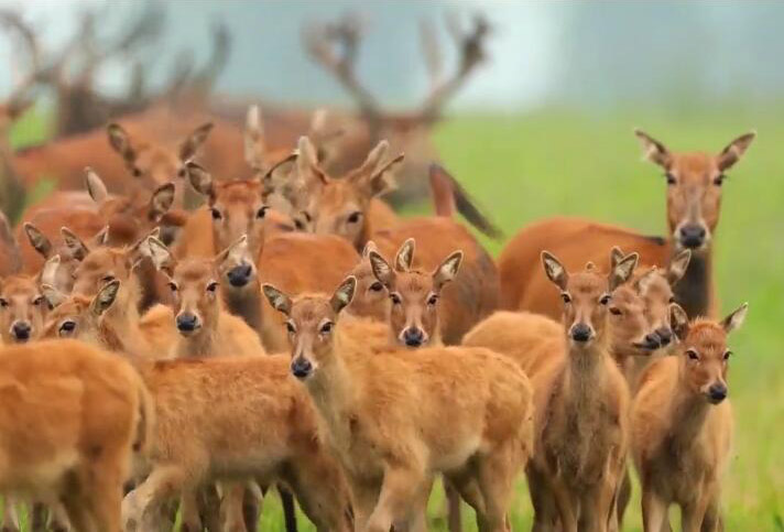 湖北荆州麋鹿自然保护区景点介绍1