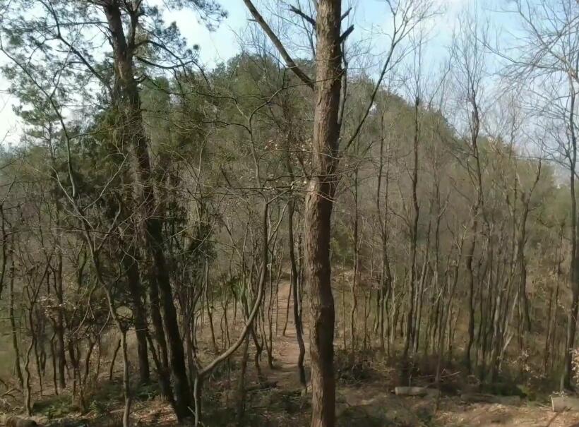 湖北孝感栗山森林公园景点介绍1