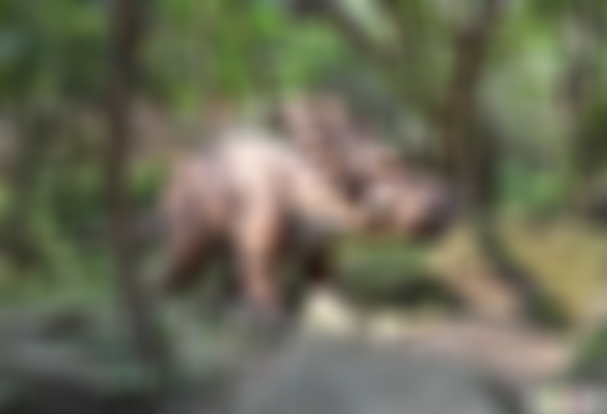 湖北武汉云雾山恐龙谷景点介绍1