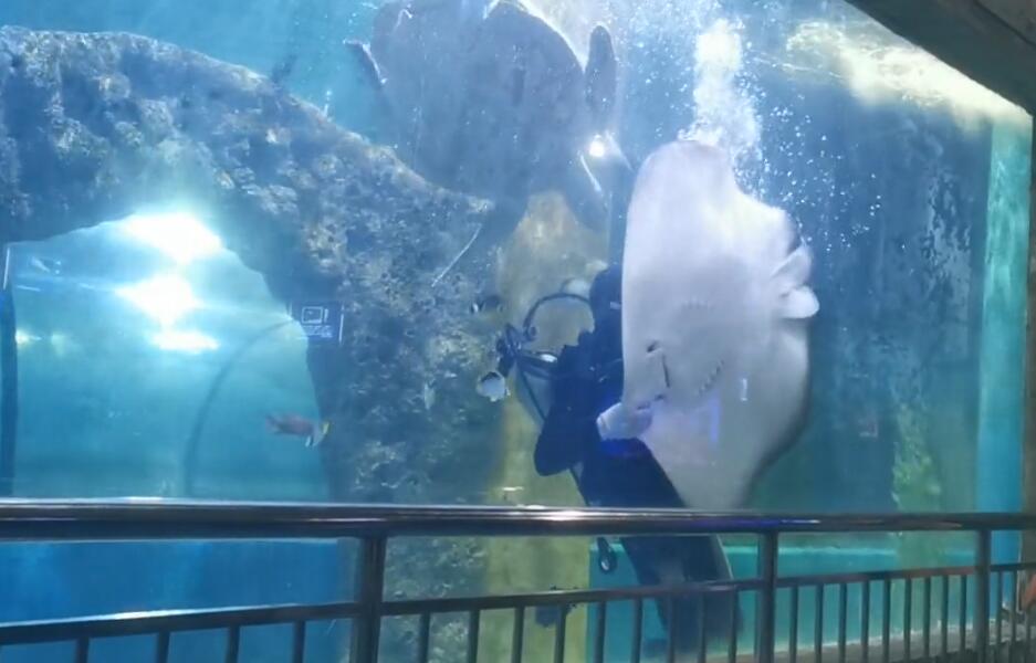 湖北襄阳深梦海底世界景点介绍1