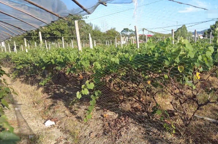 湖北孝感韵鹤生态园景点介绍1