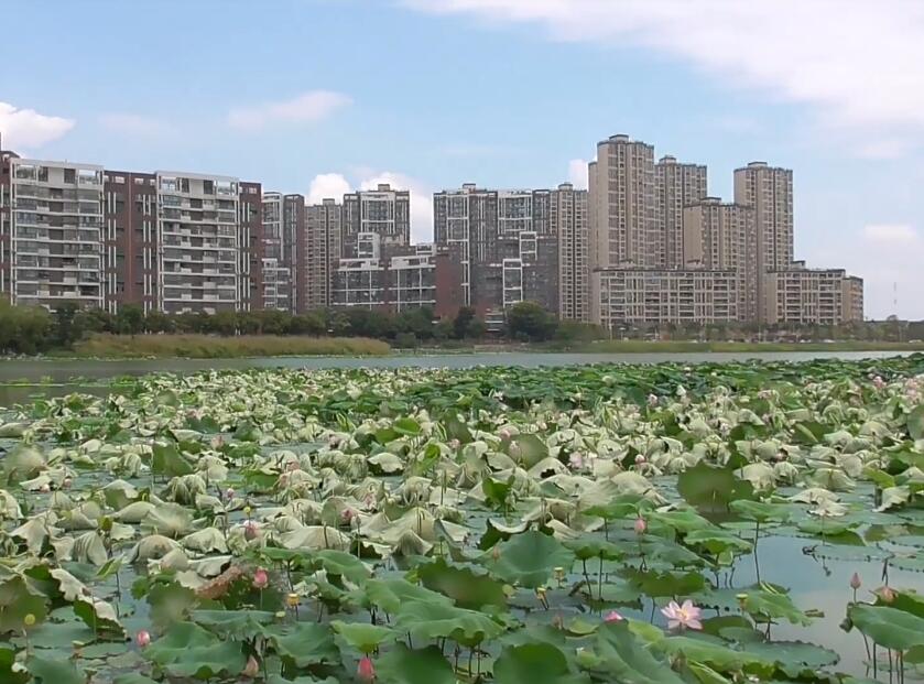 湖北武汉金龙水寨生态乐园景点介绍1