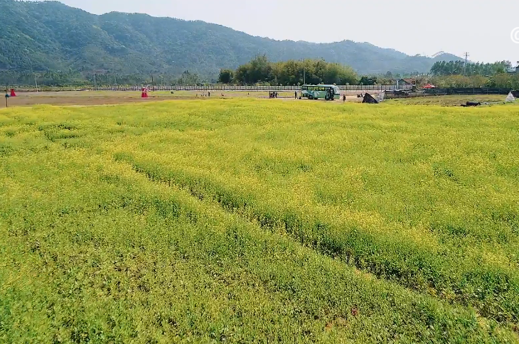 湖北黄冈龙门花海景点介绍1