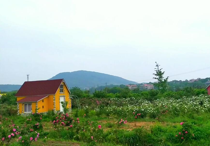 湖北武汉香草花田景点介绍1