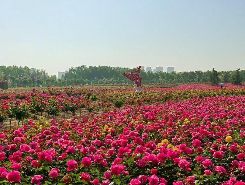 湖北宜昌枫林月季园景点介绍1