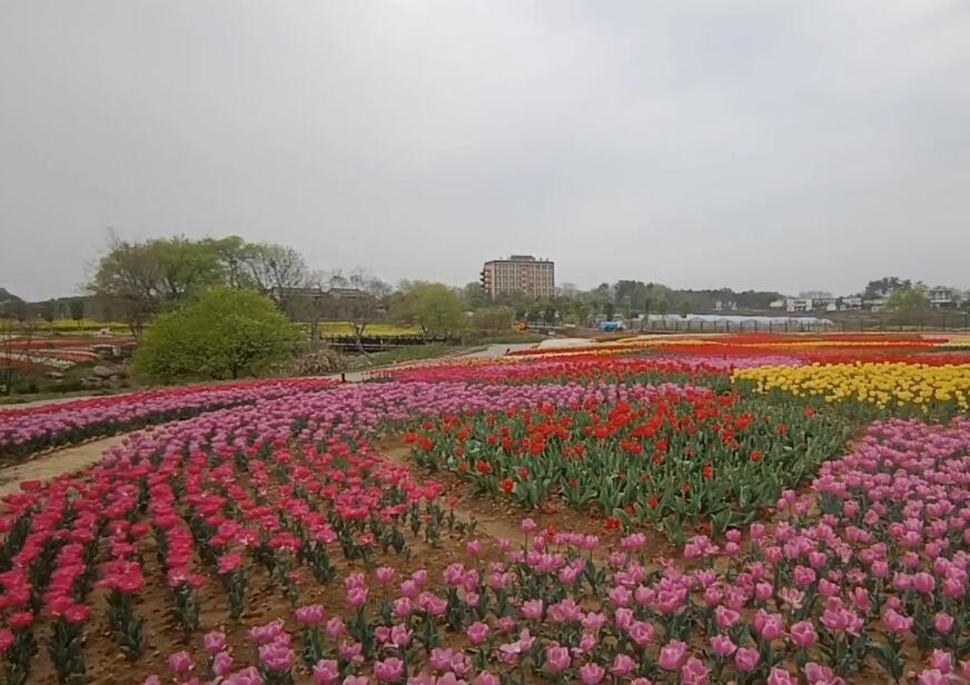 湖北武汉花海乐园景点介绍1