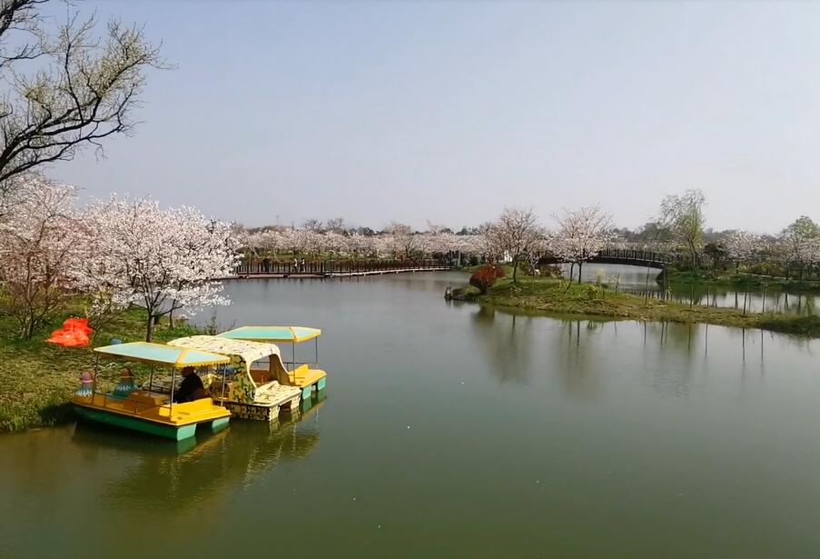 湖北荆门樱花部落景点介绍1