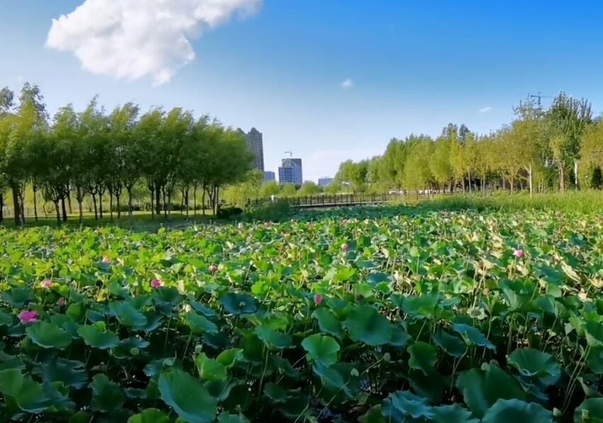 湖北襄阳荷花湖生态园景点介绍1