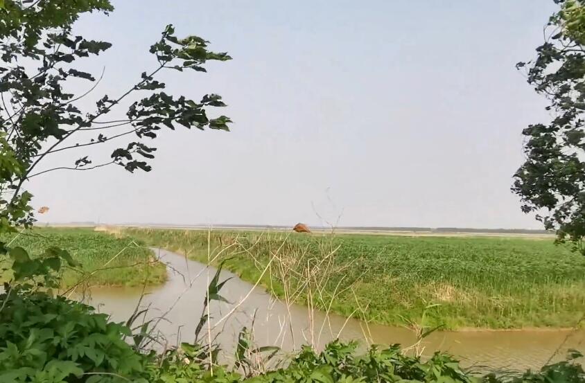 湖北武汉沉湖湿地景点介绍1