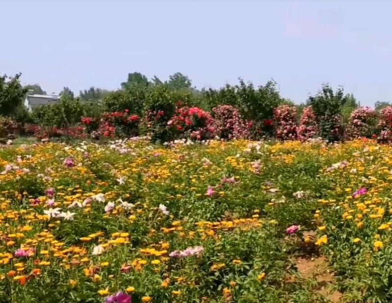 湖北襄阳福恩牡丹园景点介绍1