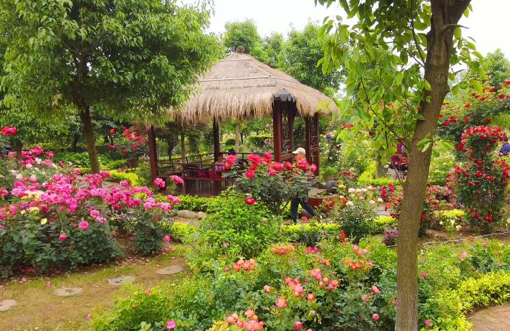 湖北宜昌同心花海景点介绍1