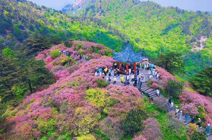 湖北黄冈龟峰山杜鹃花海景点介绍1