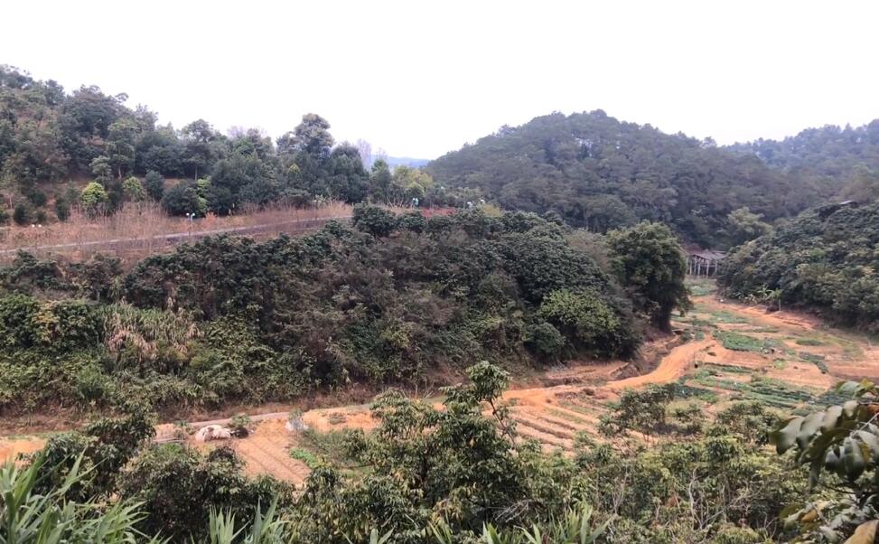 广东云浮景点云浮植物园景点介绍1