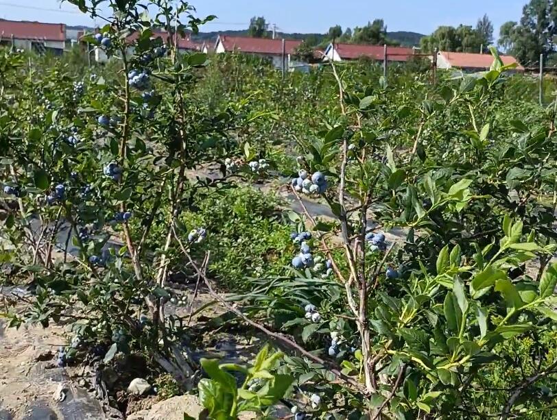 安徽安庆景点花亭湖月亮湾景点介绍1