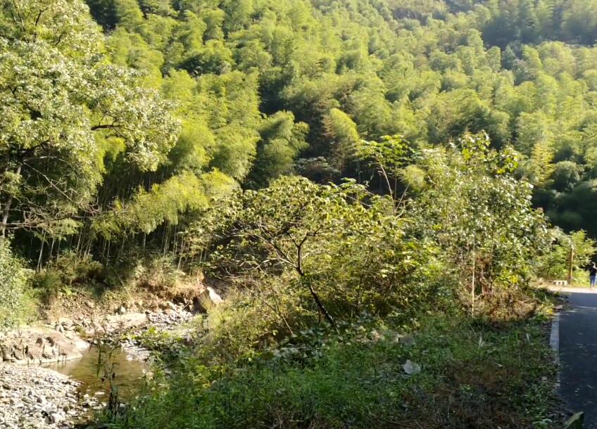 安徽黄山景点芙蓉谷风景区(国家4A级)景点介绍1