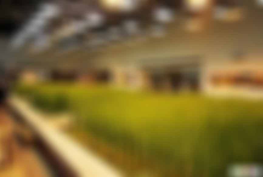 安徽合肥景点中国稻米博物馆景点介绍1