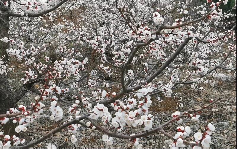 安徽淮北景点黄里风景区景点介绍1
