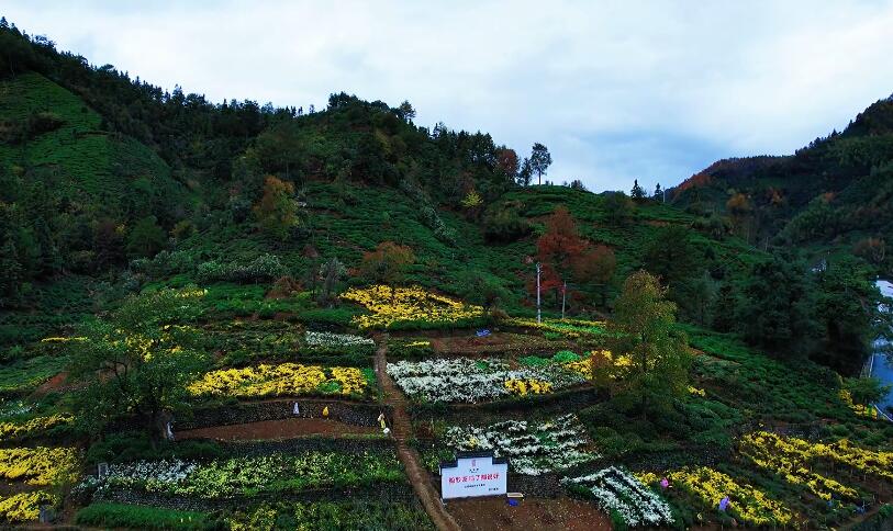 安徽黄山景点三棵树风景区景点介绍1