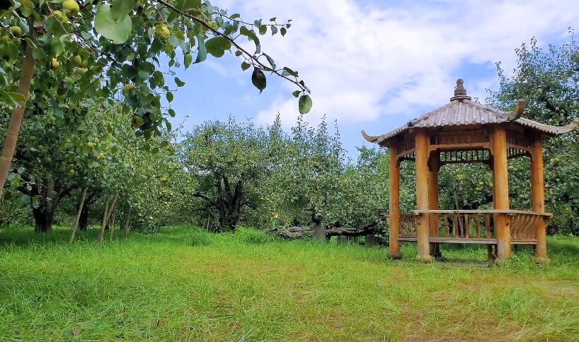 安徽宿州景点梨树王风景区景点介绍1