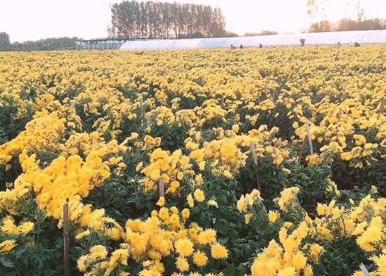 安徽蚌埠景点三汊河国家湿地公园景点介绍1