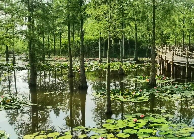 安徽滁州景点池杉湖湿地公园景点介绍1