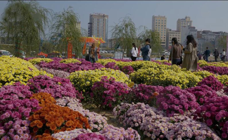 安徽滁州景点菊花博览园景点介绍1