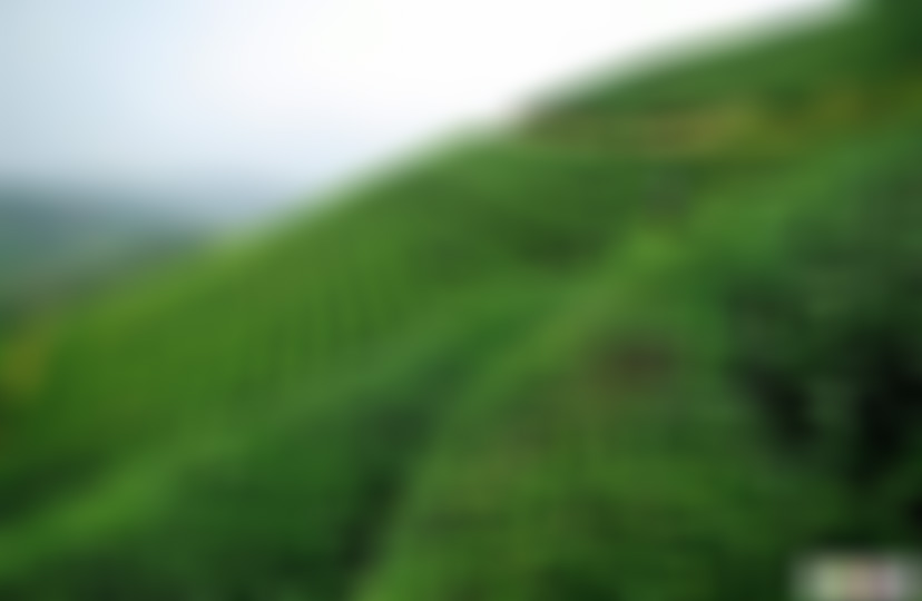 广东湛江景点西湖公园景点介绍1