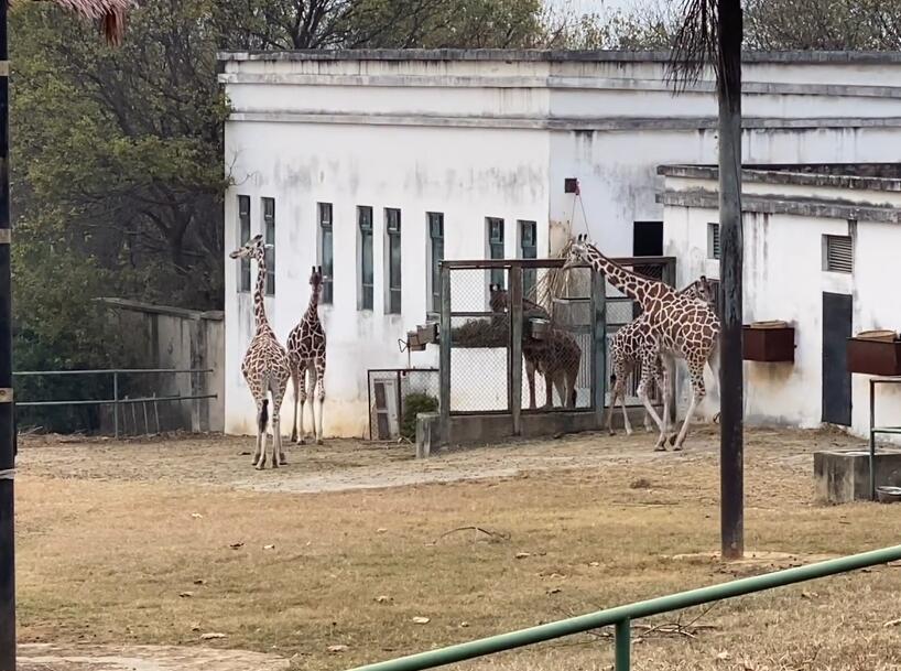 安徽合肥景点合肥野生动物园景点介绍1