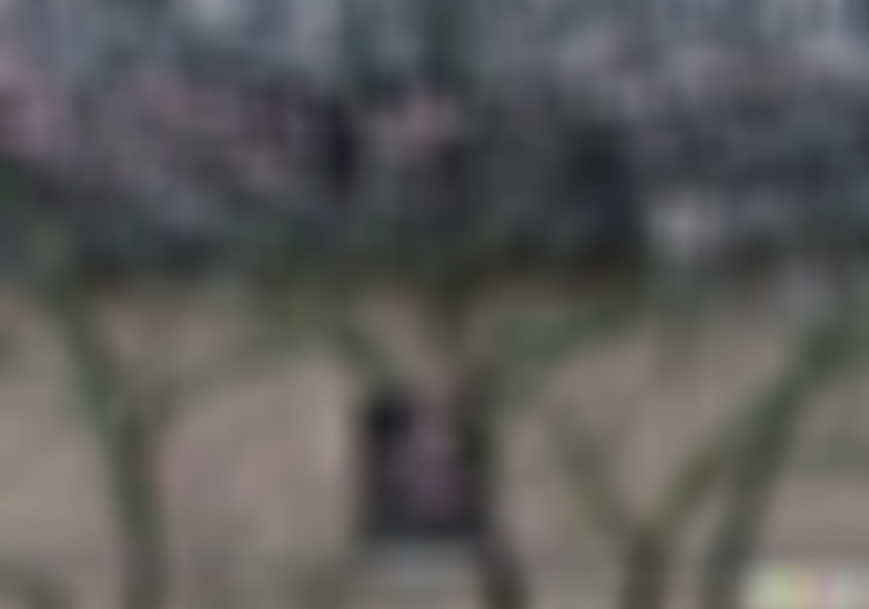 广东肇庆景点杏花十二座古屋群景点介绍1