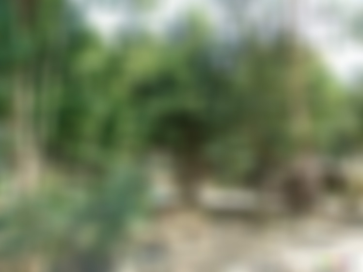 广东潮州景点竹树湖生态园景点介绍1